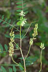 Canadian milkvetch